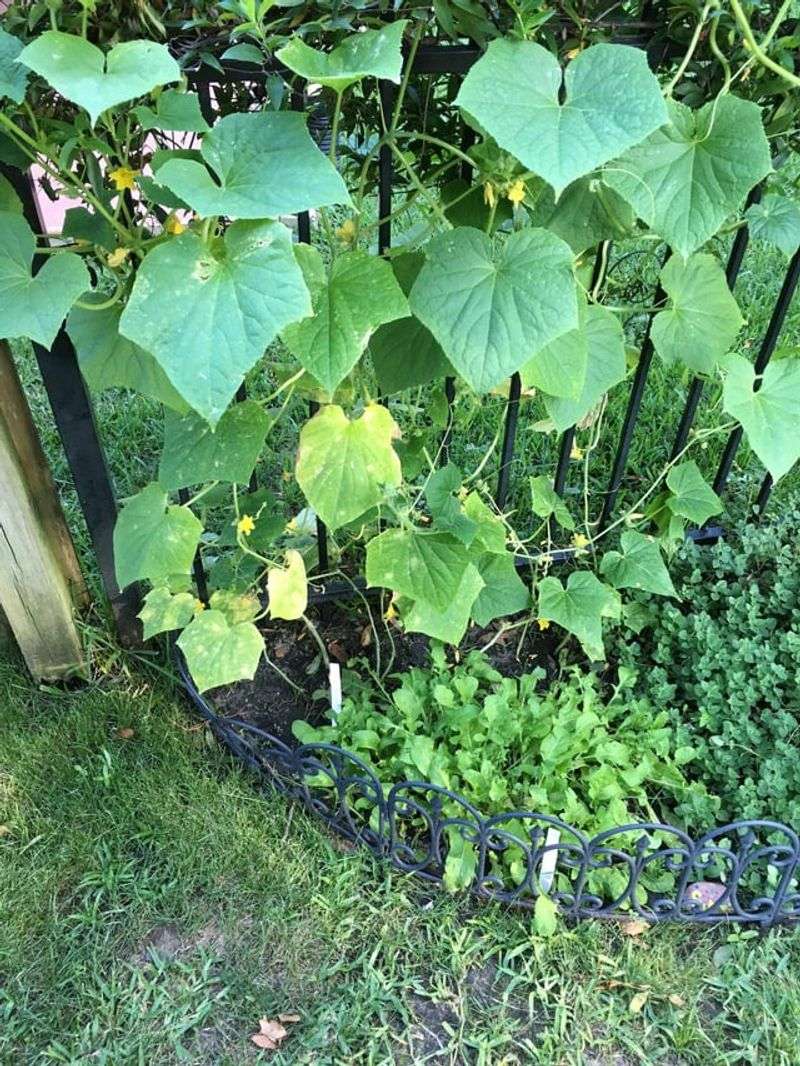 Older Bottom Leaves Often Fade First