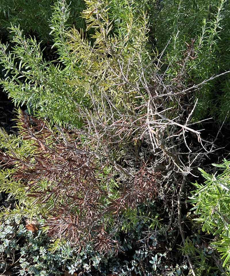 Older Inner Stems Naturally Turn Woody Older Inner Stems Naturally Turn Woody