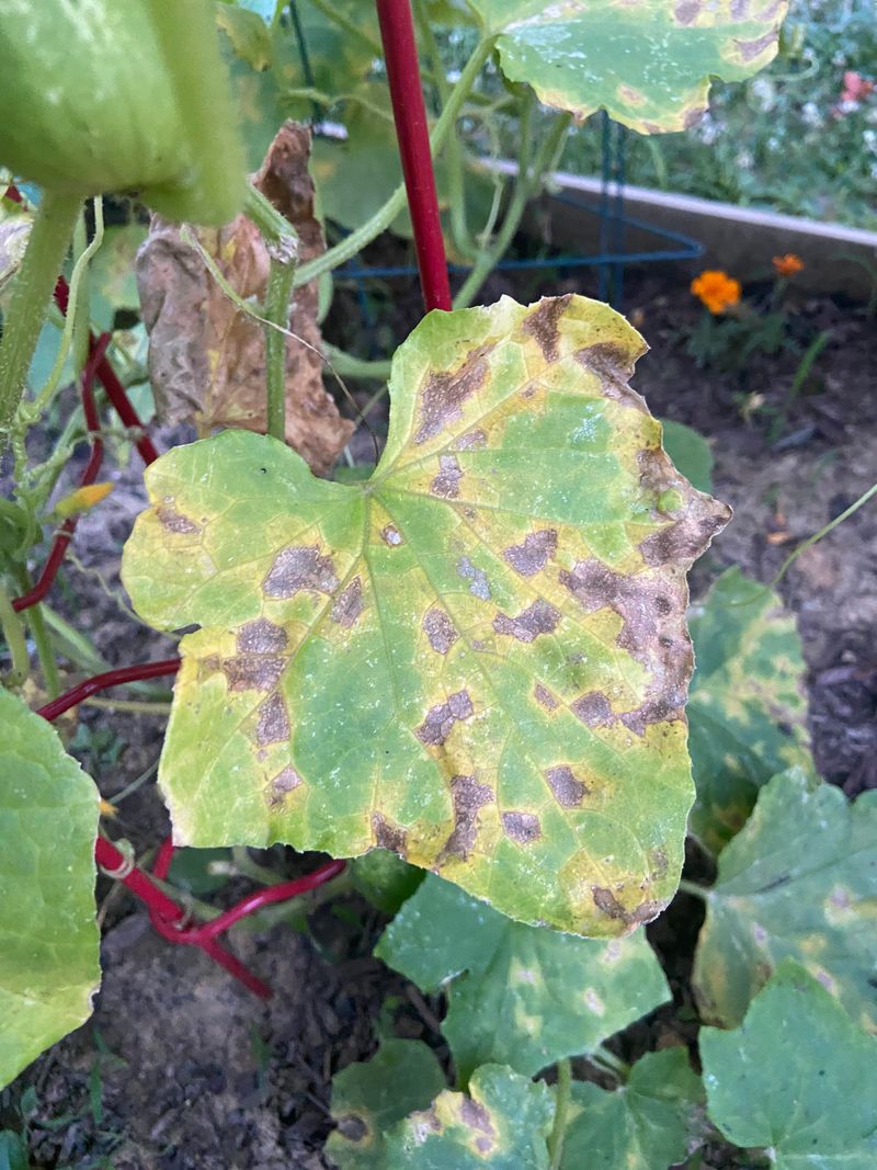 Older Leaves Brown Around The Edges