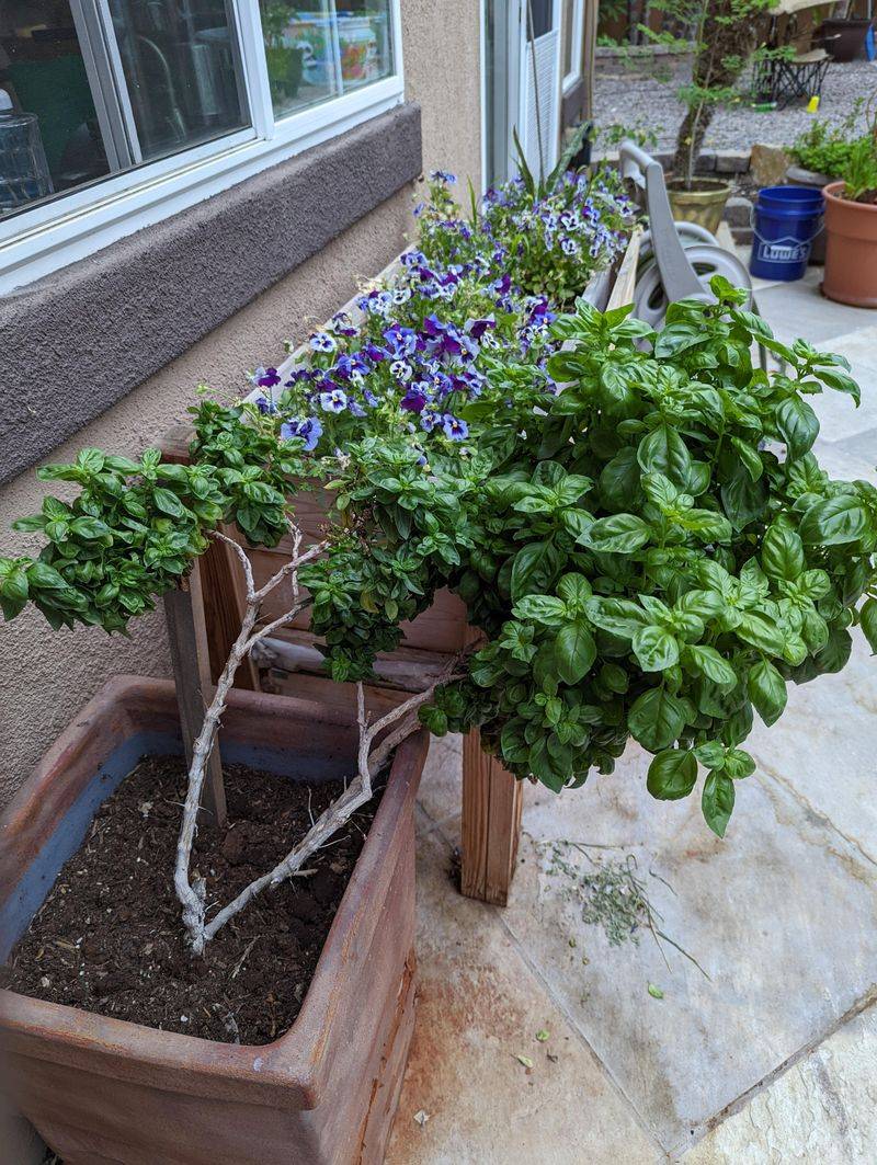 Older Leaves Can Taste Stronger Than New Growth