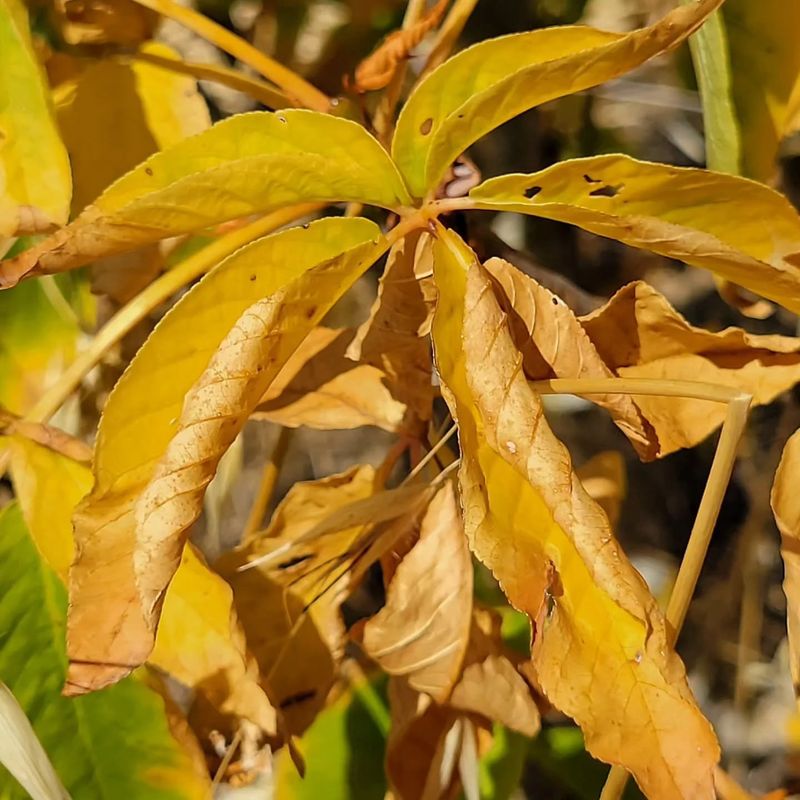 Older Leaves Usually Fall First Older Leaves Usually Fall First