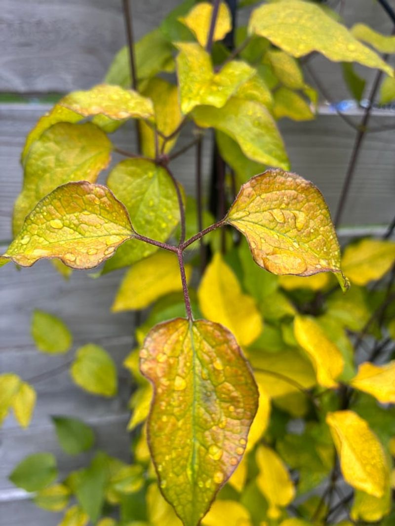 Older Leaves Yellowing First Is Often Normal Older Leaves Yellowing First Is Often Normal