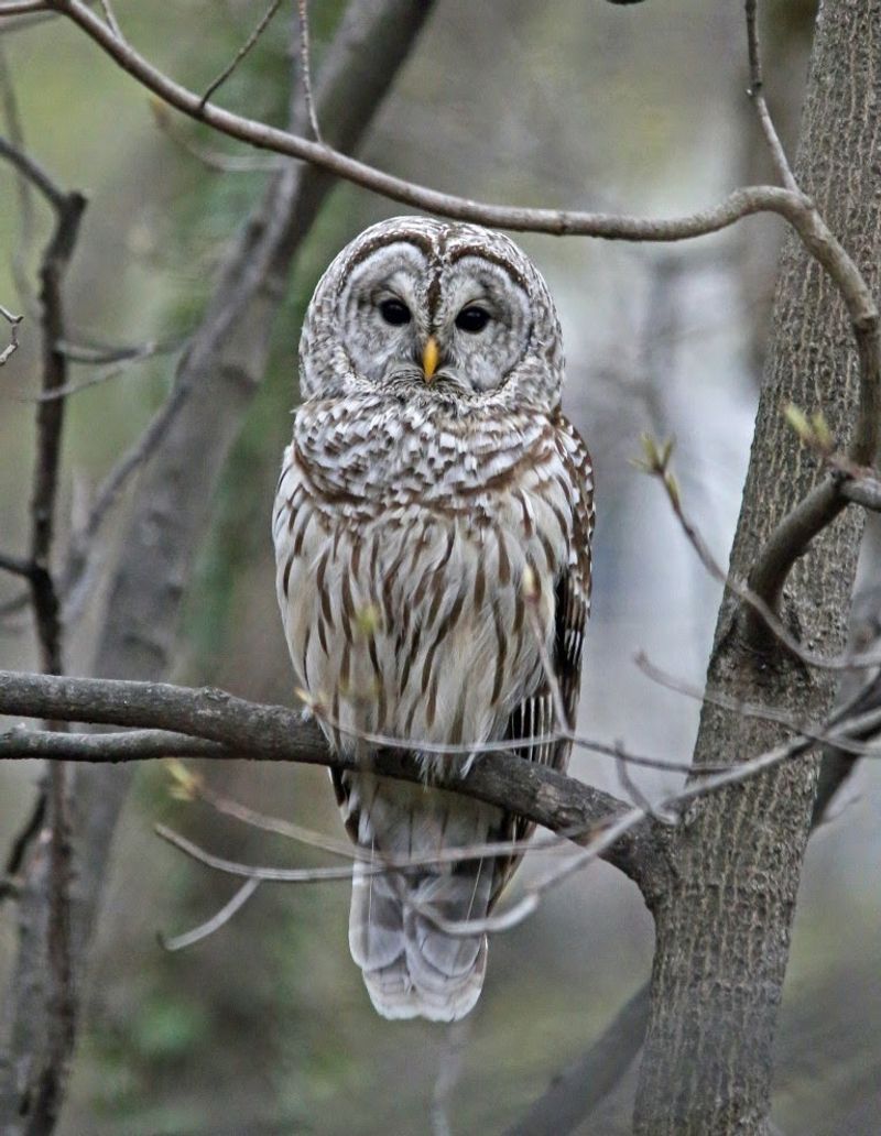 Older Neighborhood Trees Are Finally Big Enough To Interest Barred Owls Older Neighborhood Trees Are Finally Big Enough To Interest Barred Owls