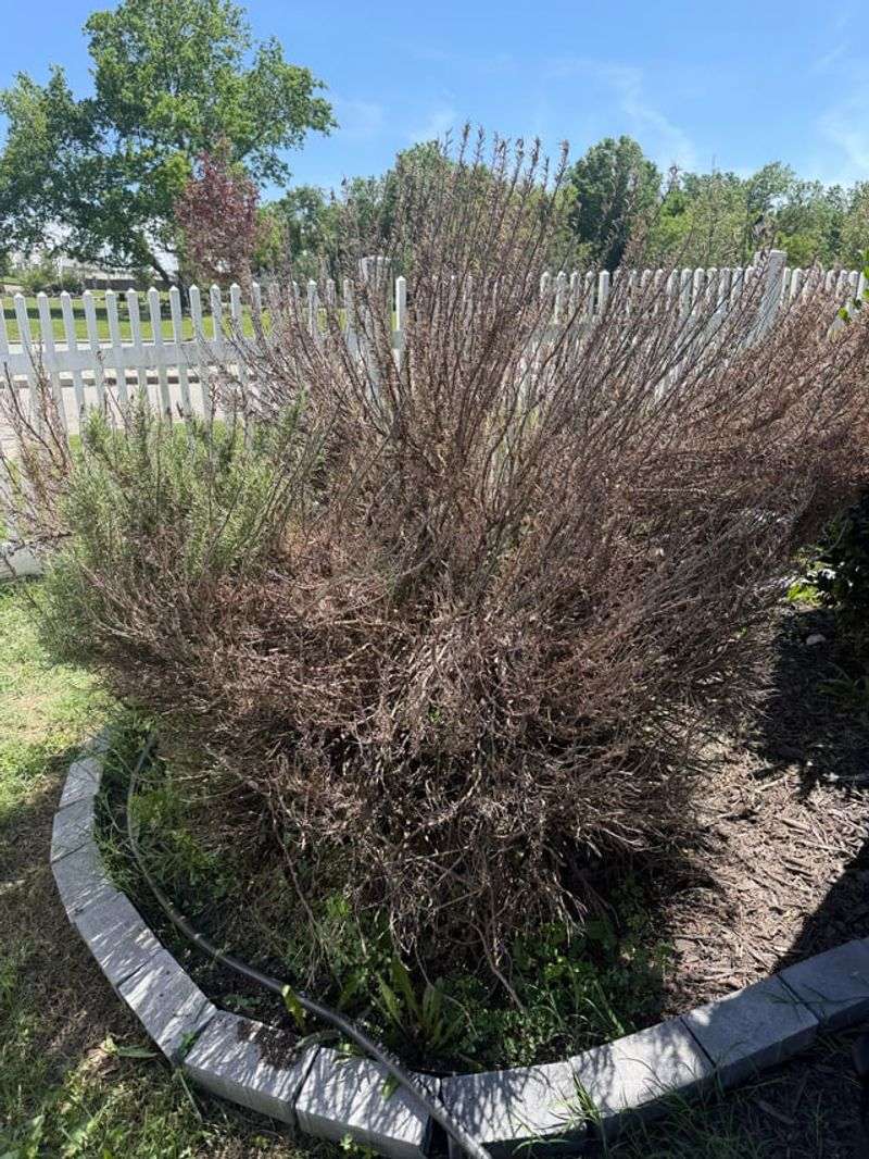 Older Roots Become More Sensitive To Wet Soil