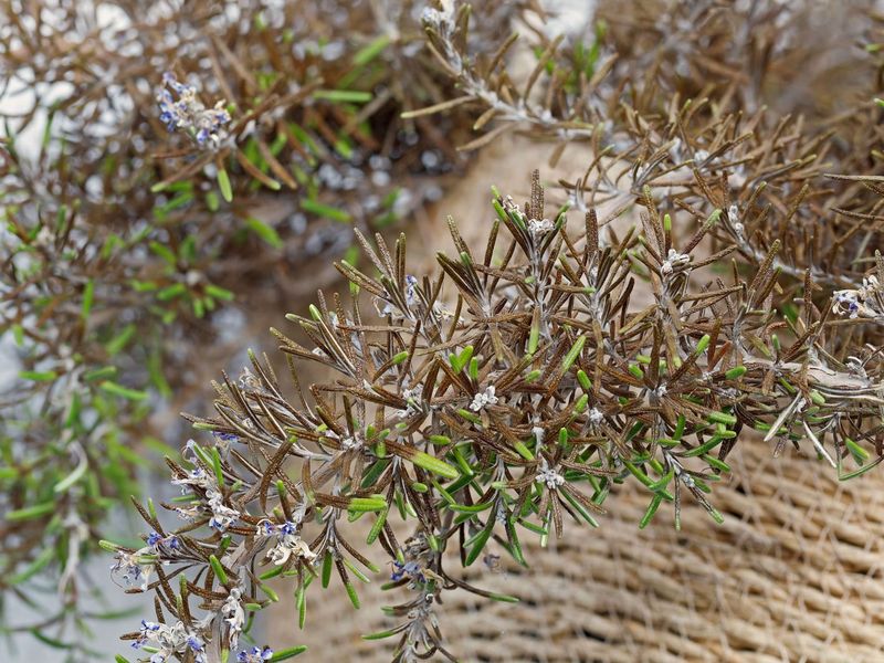 Older Stems Naturally Get Woody Over Time Older Stems Naturally Get Woody Over Time