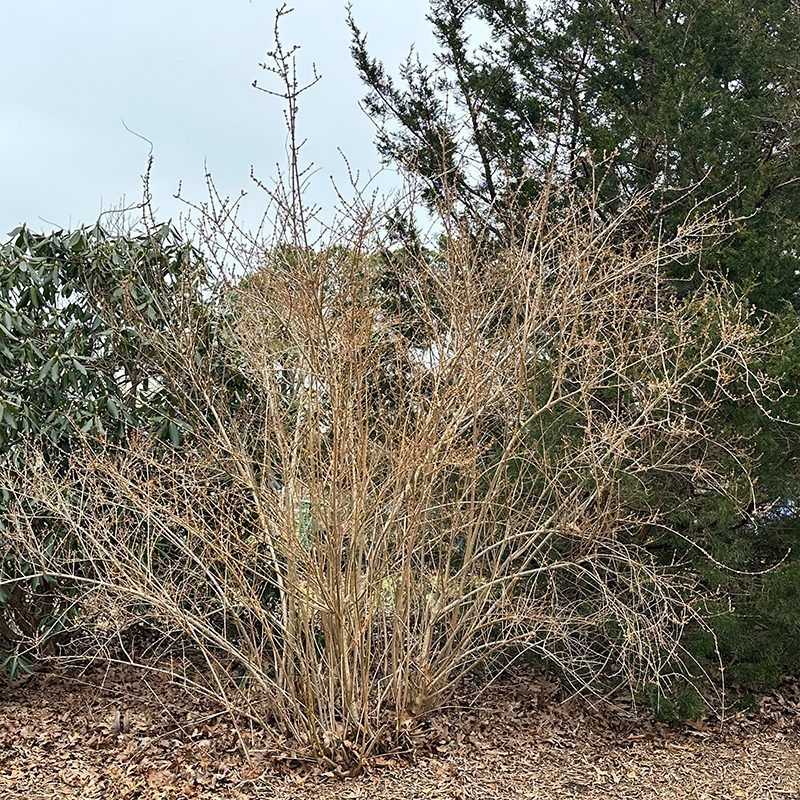 Older Stems Should Come Out Near The Ground