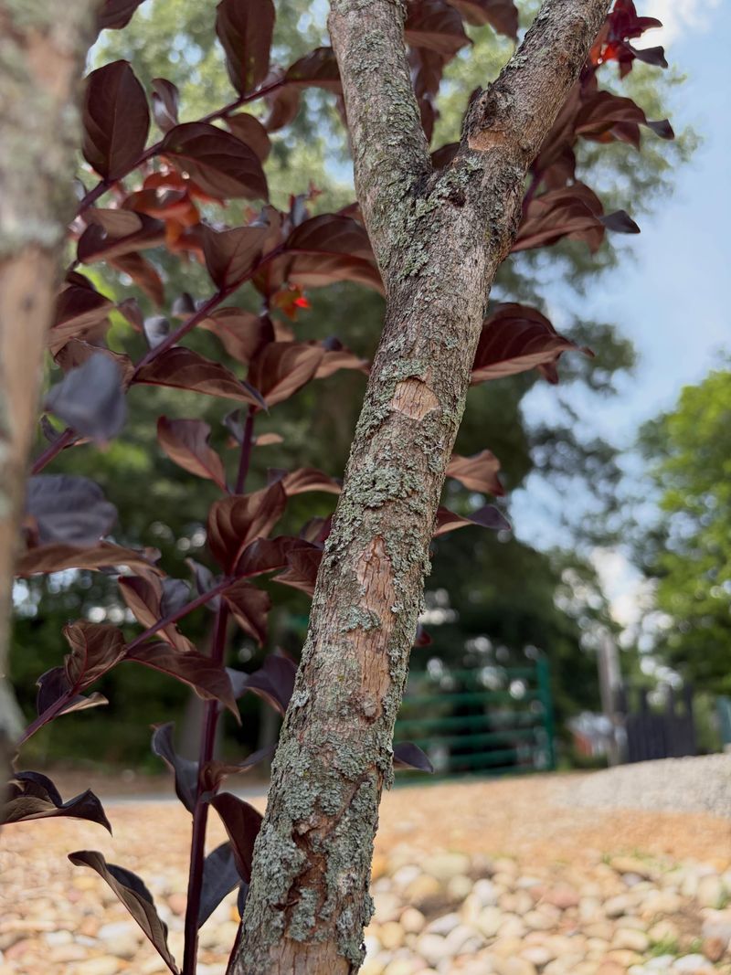 Older Stems Show The Most Peeling Older Stems Show The Most Peeling