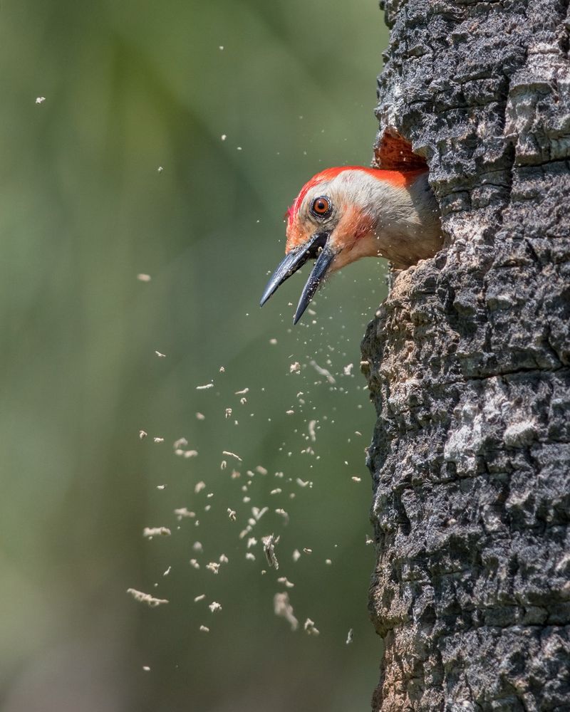 Older Trees Give Woodpeckers More Places To Feed And Rest