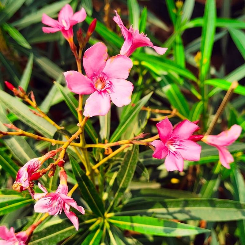 Oleander Contains Toxic Compounds In Every Part Of The Plant Oleander Contains Toxic Compounds In Every Part Of The Plant