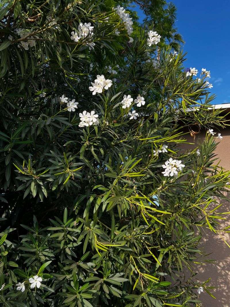 Oleander Oleander