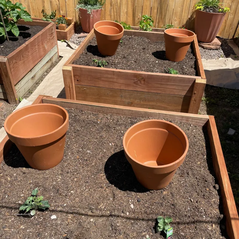 Ollas Work Best With The Right Soil And Plant Spacing Ollas Work Best With The Right Soil And Plant Spacing