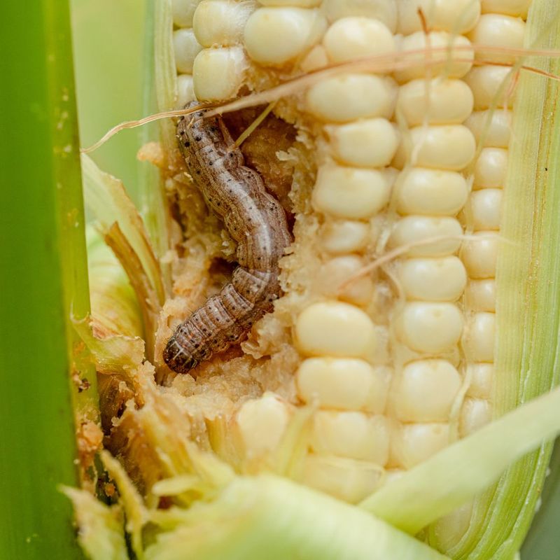 Once Caterpillars Enter The Ear, Control Gets Harder Once Caterpillars Enter The Ear, Control Gets Harder