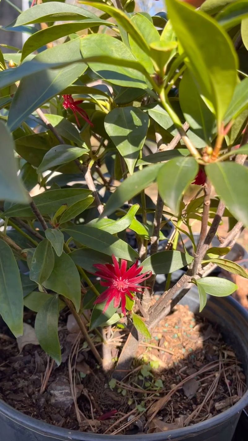 Once Established This Shrub Barely Asks For Water Once Established This Shrub Barely Asks For Water