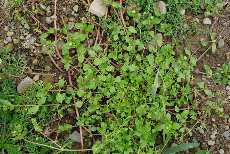Once Weeds Emerge The Strategy Has To Change