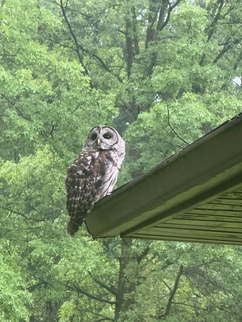 One Backyard Sighting Does Not Mean A Pair Is Nesting There One Backyard Sighting Does Not Mean A Pair Is Nesting There