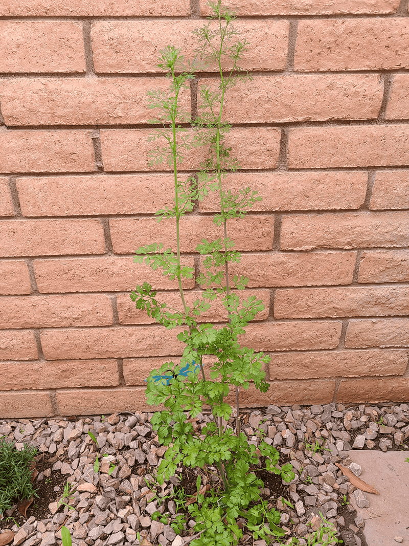 One Bolted Plant May Be Worth Leaving Behind One Bolted Plant May Be Worth Leaving Behind