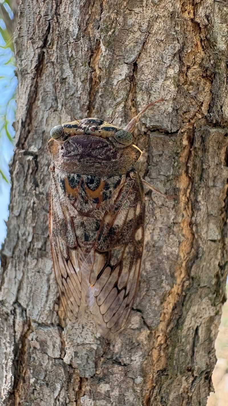 One Cicada Species May Be Giving Way To Another