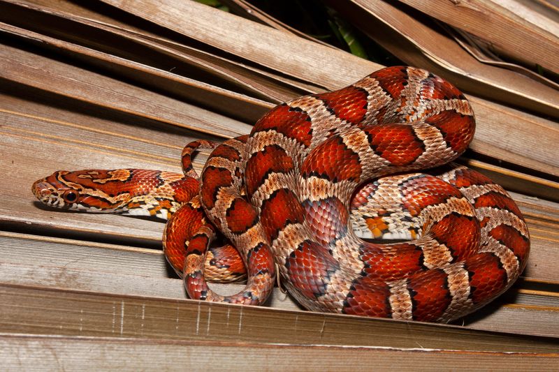One Corn Snake Usually Means The Yard Offers Something Useful