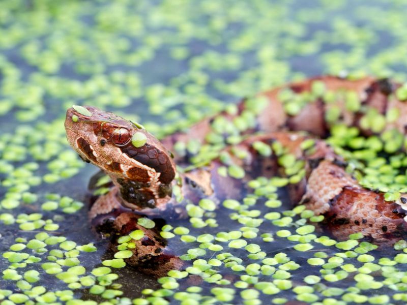 One Cottonmouth Does Not Mean The Pond Is Infested