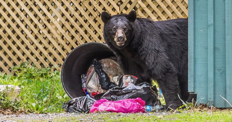 One Easy Meal Can Bring The Same Bear Back Again