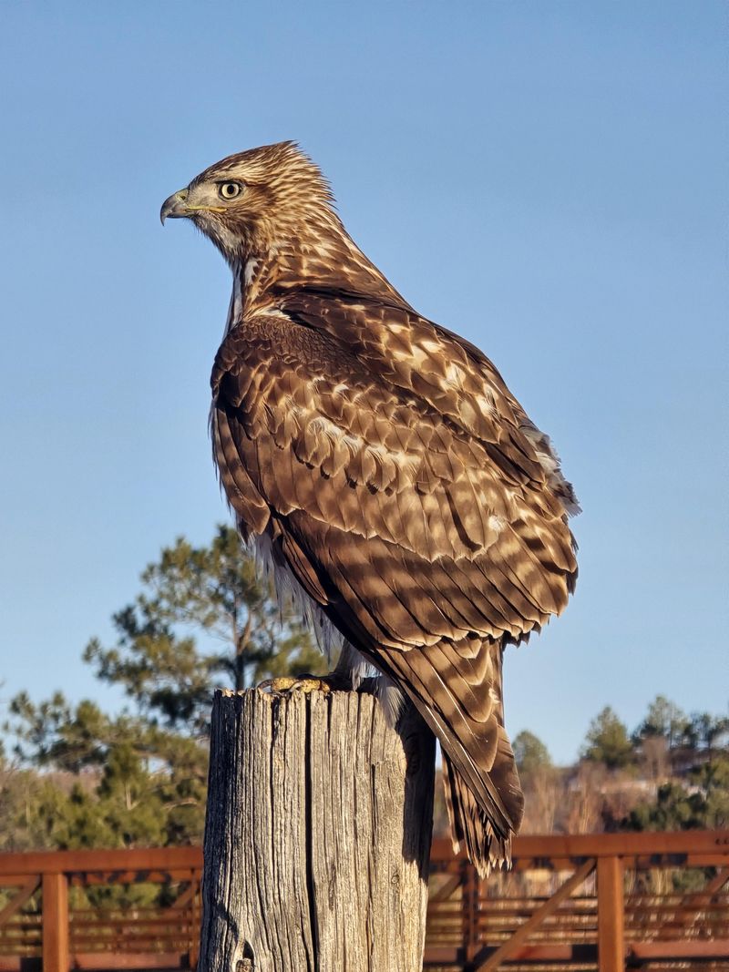 One Favorite Perch Can Become A Daily Routine One Favorite Perch Can Become A Daily Routine