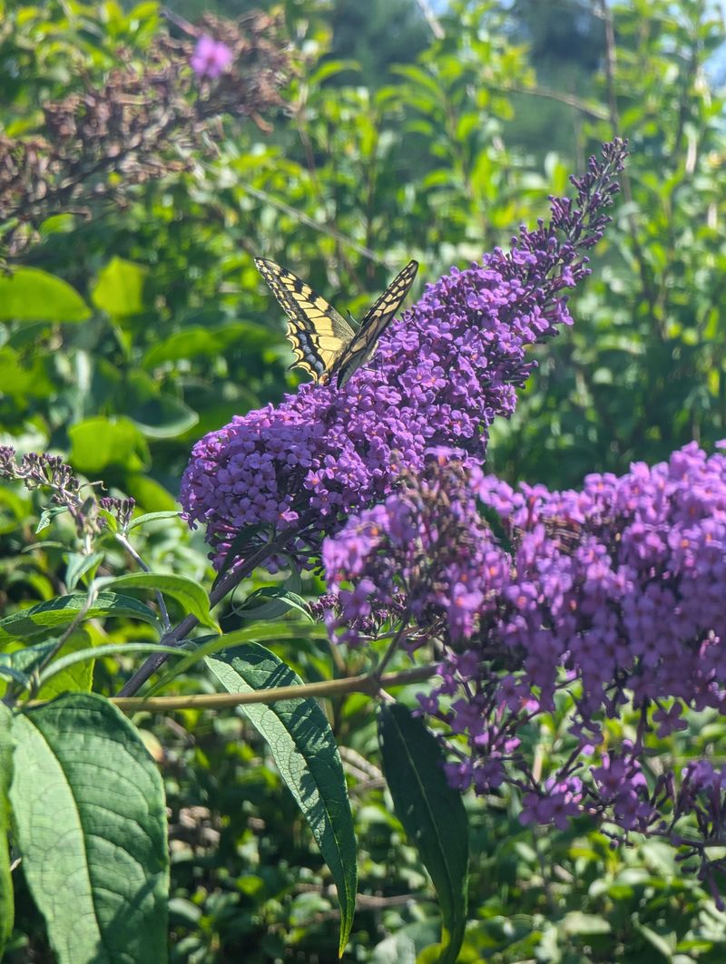 One Flowering Shrub Turning Into A Thicket