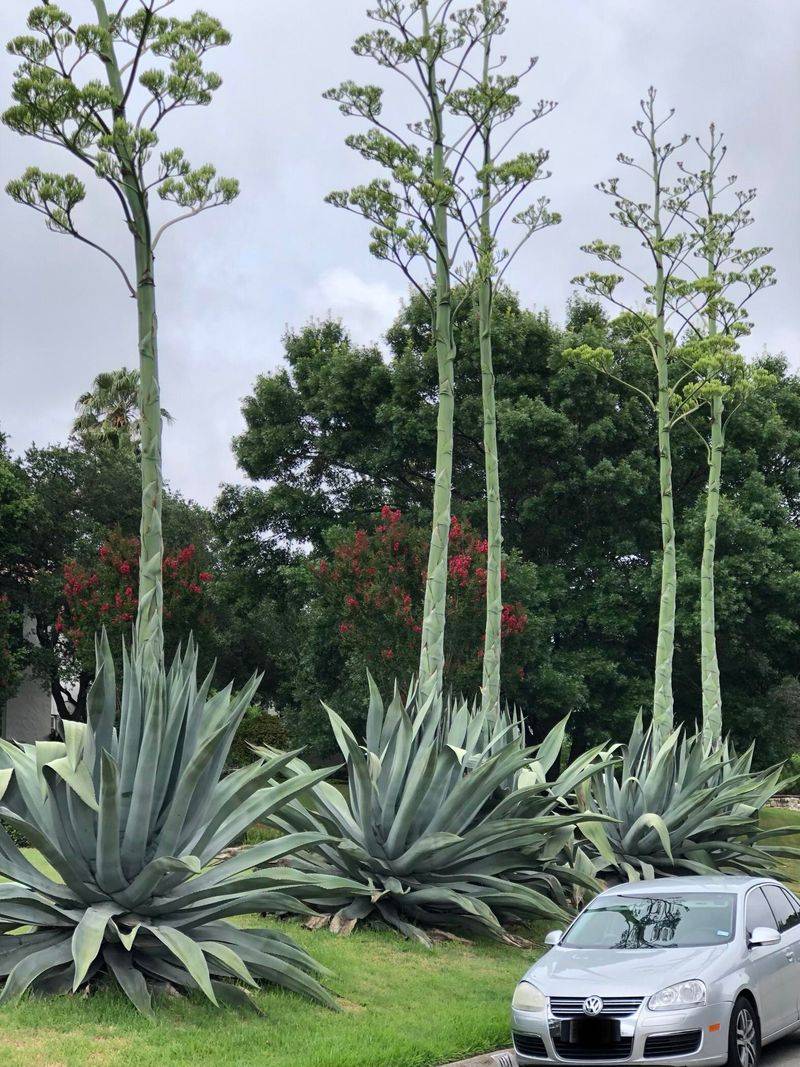One Giant Bloom Stalk Changes Everything