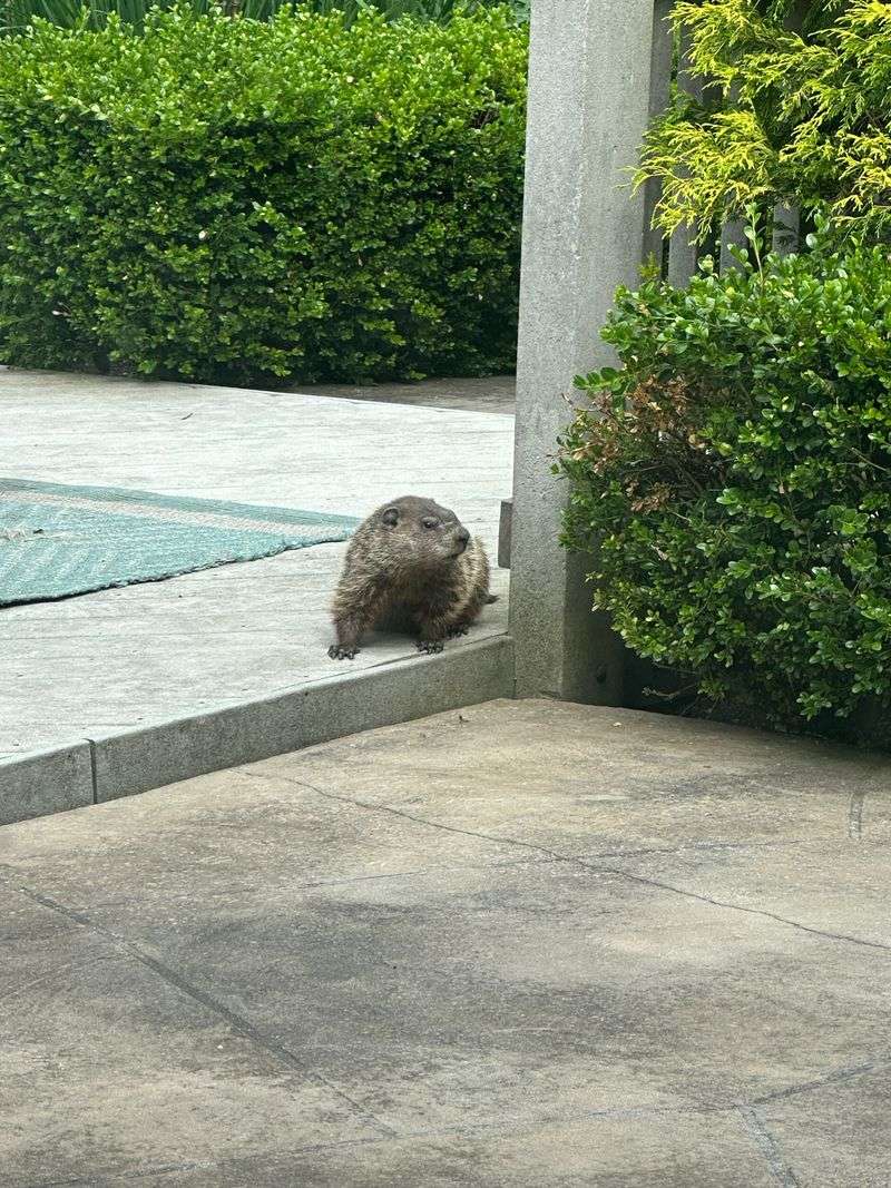 One Groundhog Does Not Always Mean A Family