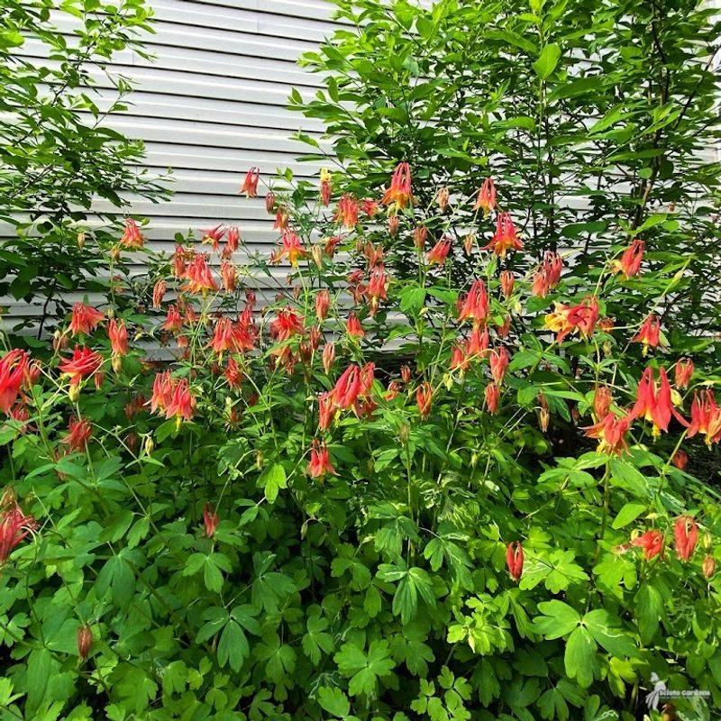 One Happy Plant Can Slowly Turn Into A Natural Looking Colony