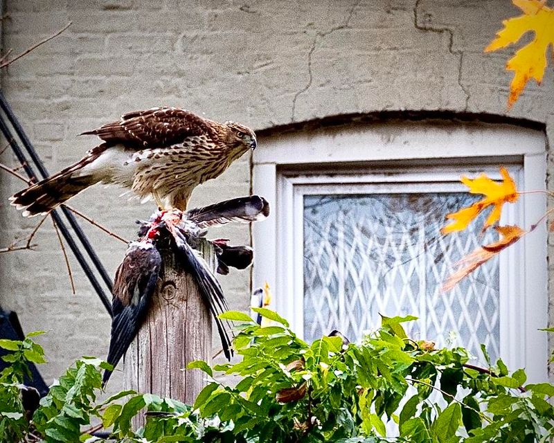 One Hawk Can Cover More Ground Than You Think One Hawk Can Cover More Ground Than You Think