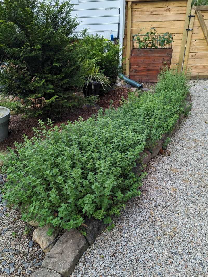 One Herb Patch Can Stay Busy All Afternoon One Herb Patch Can Stay Busy All Afternoon