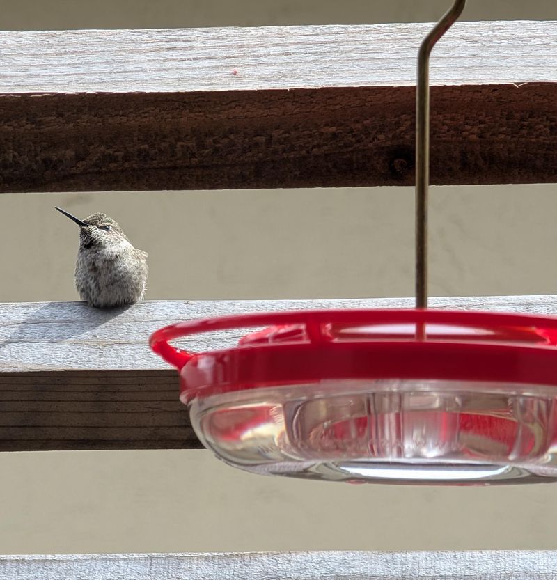 One Hummingbird May Claim The Feeder As Its Own