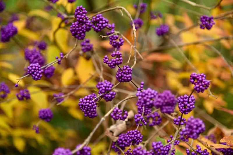 One Native Shrub Can Keep Backyard Traffic Busy For Weeks One Native Shrub Can Keep Backyard Traffic Busy For Weeks