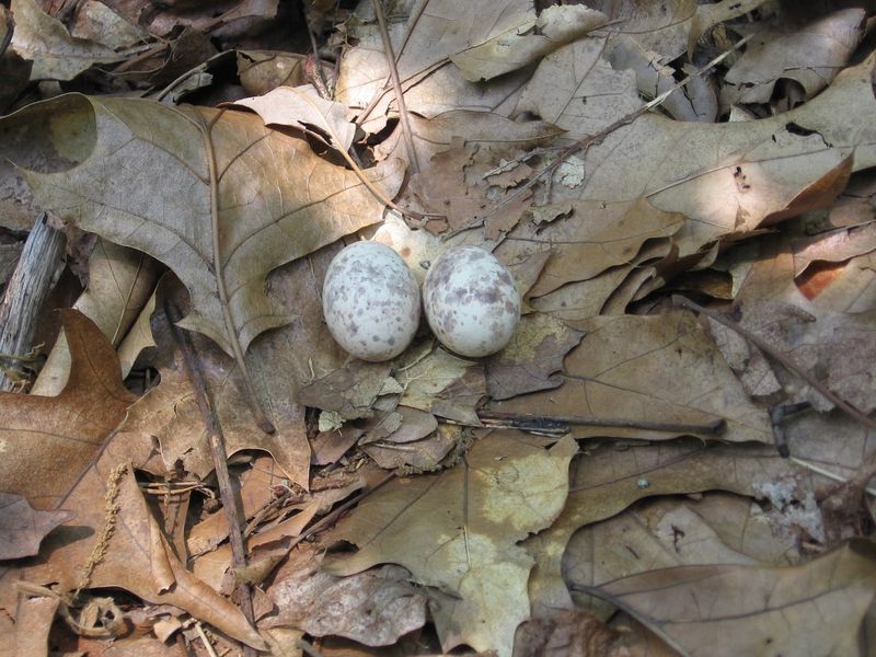 One Nighttime Singer Does Not Mean A Nest Is In Your Yard One Nighttime Singer Does Not Mean A Nest Is In Your Yard