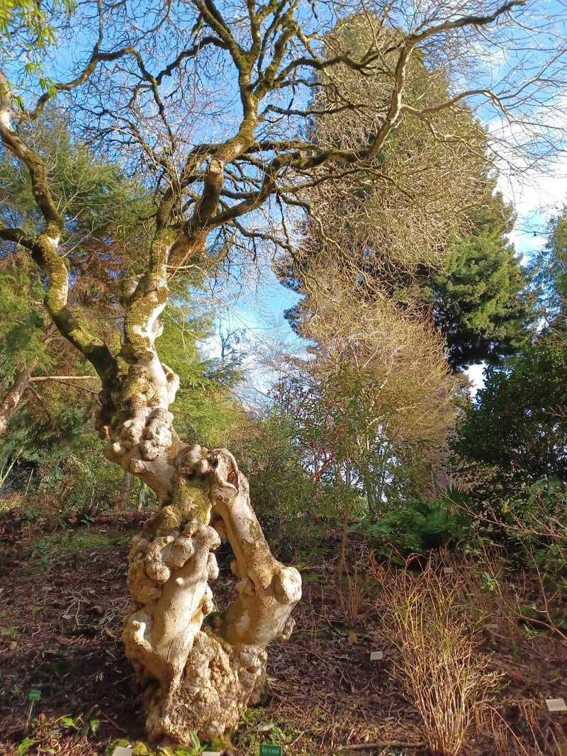 One Of The Nation's Oldest Living Plant Collections