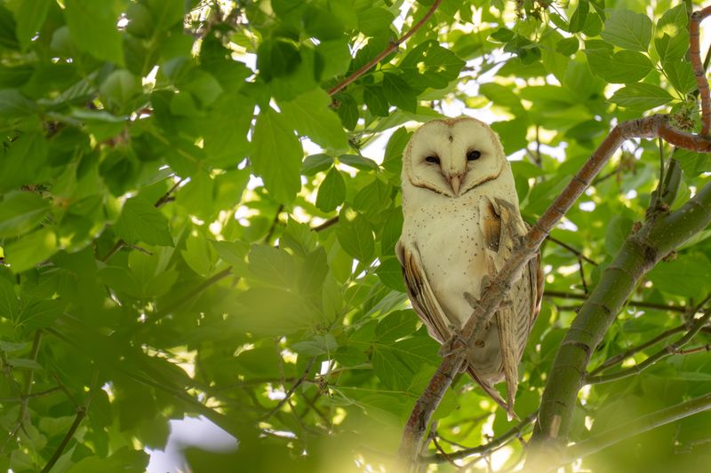 One Owl Can Catch Many Rodents Over Time One Owl Can Catch Many Rodents Over Time