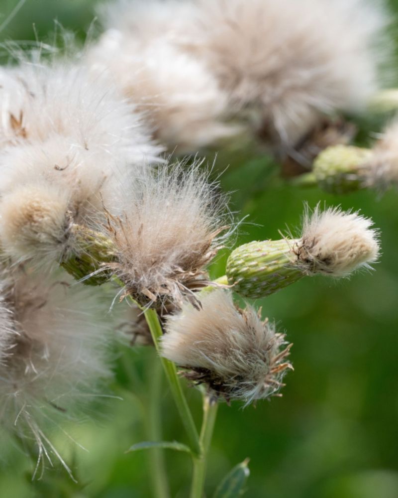 One Patch Can Spread Far Beyond The Original Plant