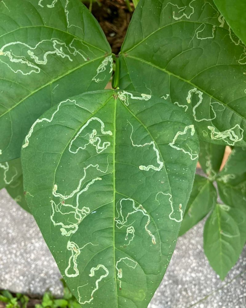 One Pest Is Behind This Rapid Garden Damage One Pest Is Behind This Rapid Garden Damage