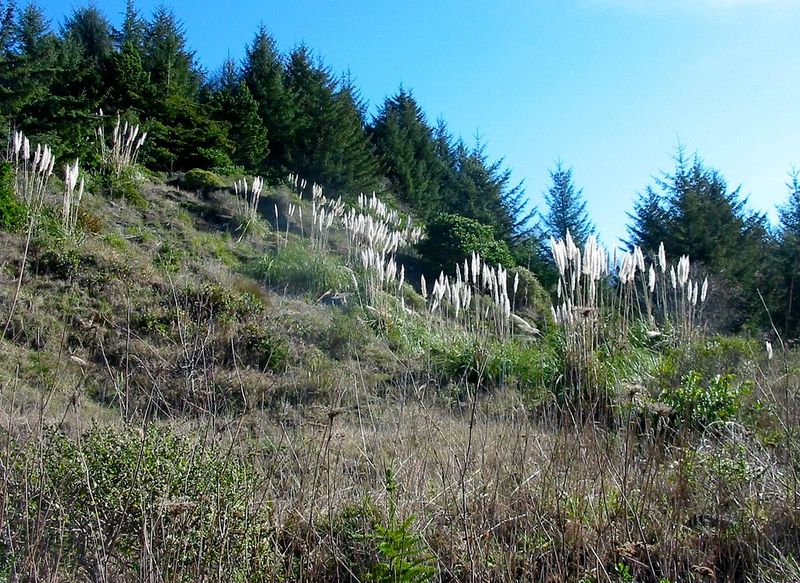 One Plant Can Send Seeds Far Beyond The Yard