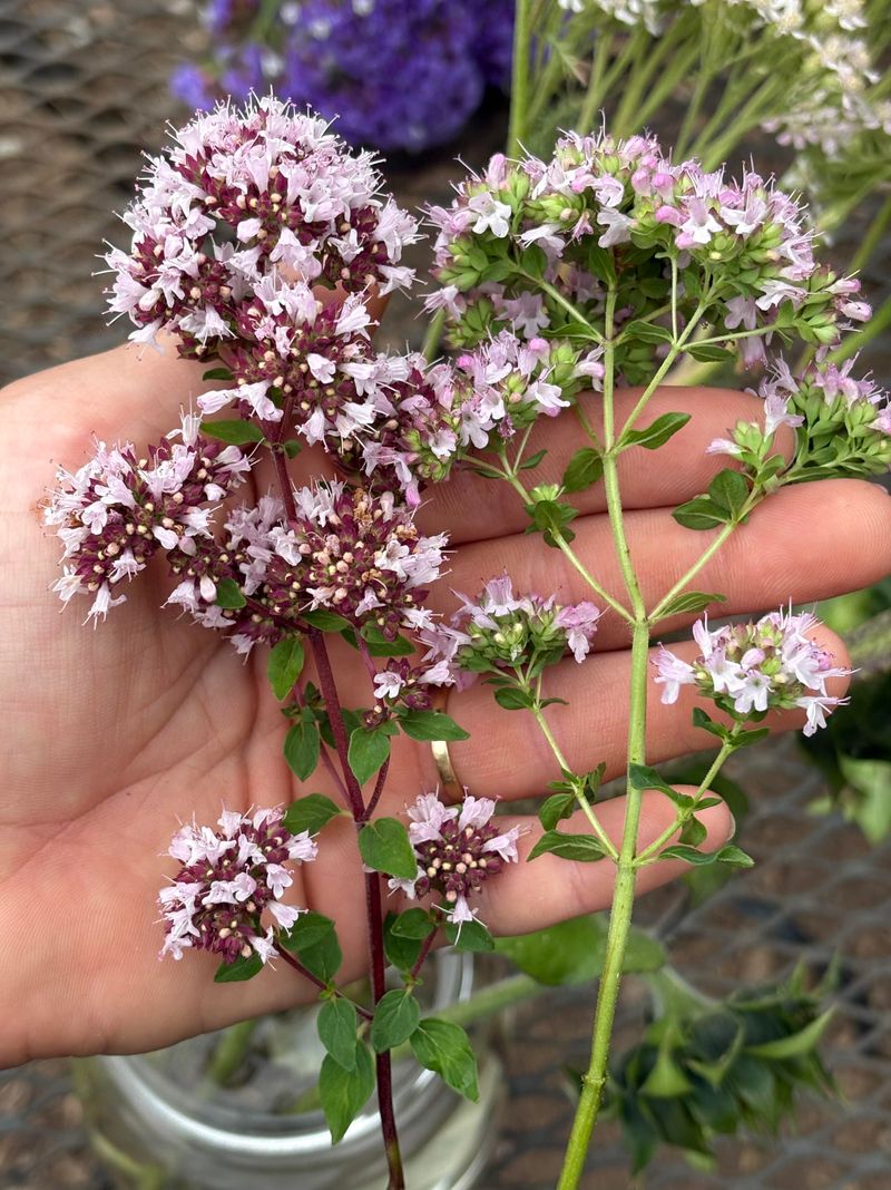 One Plant May Return For Another Ohio Season