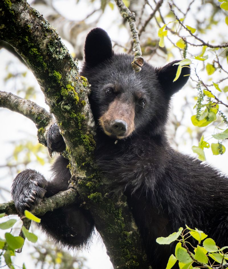 One Productive Tree Can Bring A Bear Back Again One Productive Tree Can Bring A Bear Back Again