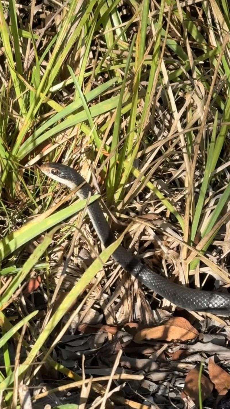 One Racer Sighting Does Not Mean Your Yard Has A Snake Problem One Racer Sighting Does Not Mean Your Yard Has A Snake Problem