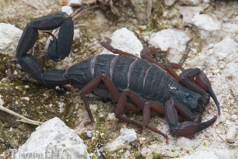 One Scorpion Does Not Automatically Mean An Infestation