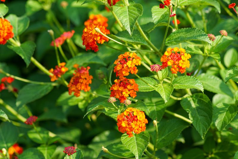 One Shrub Produces Yellow, Orange, And Red At The Same Time