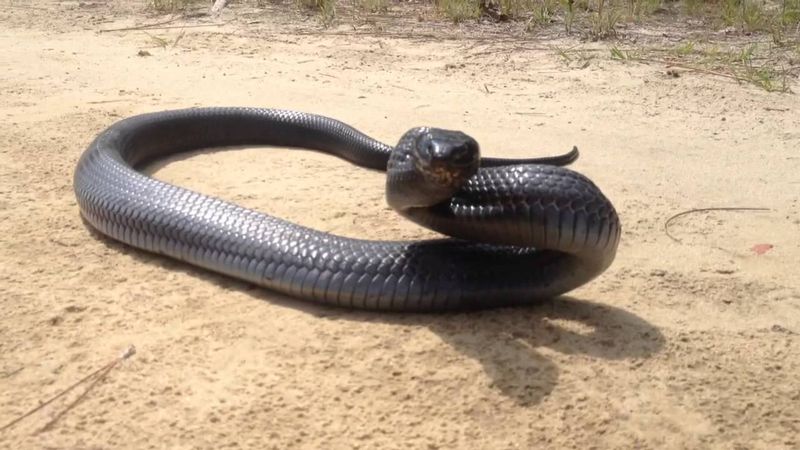 One Sighting Can Reveal A Bigger Habitat Connection