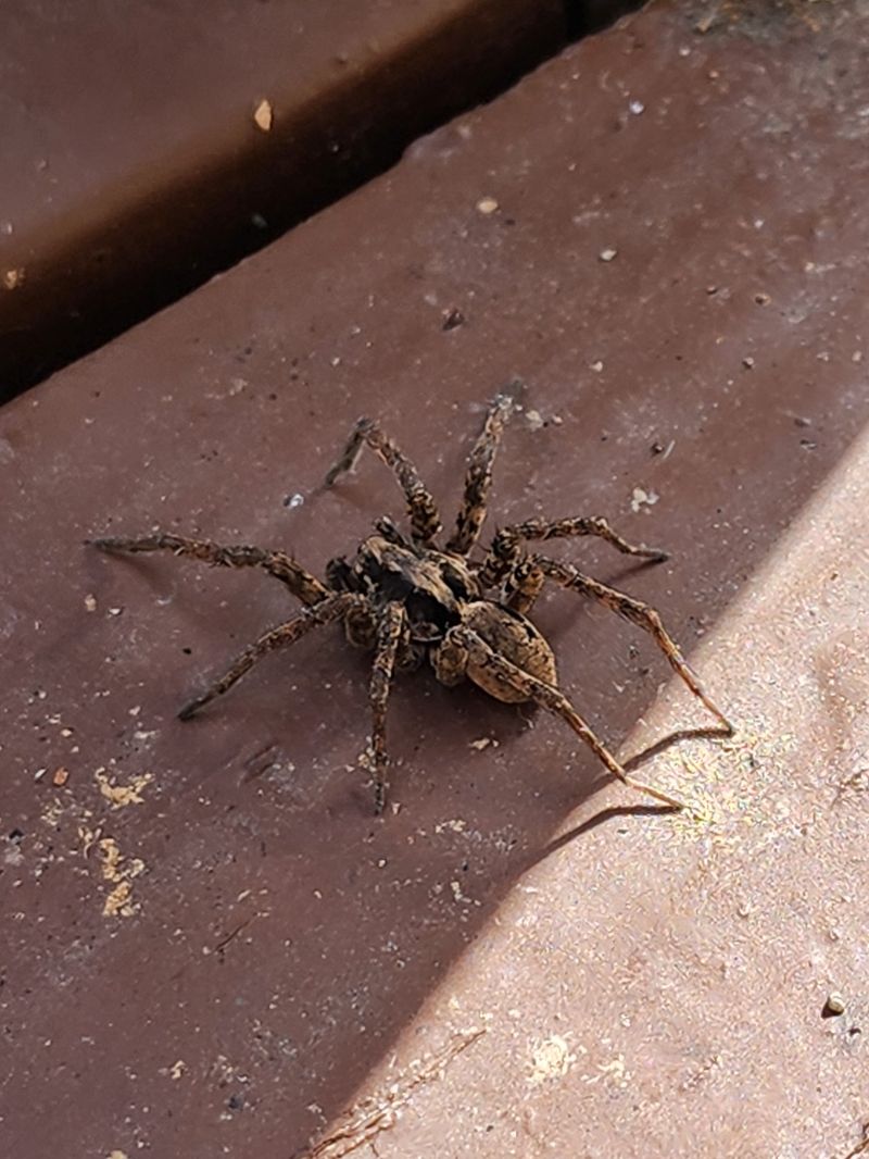 One Sighting Does Not Automatically Mean An Infestation One Sighting Does Not Automatically Mean An Infestation