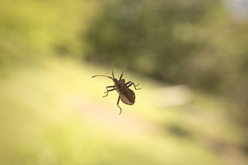 One Sighting Does Not Forecast a Freeze or Infestation One Sighting Does Not Forecast a Freeze or Infestation