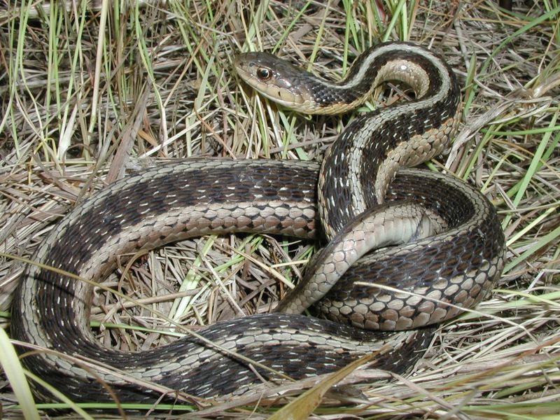 One Sighting Does Not Mean A Nest Is Nearby One Sighting Does Not Mean A Nest Is Nearby
