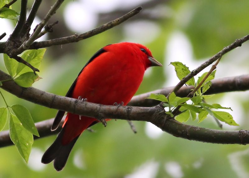 One Sighting Does Not Mean A Pair Is Nesting In Your Yard