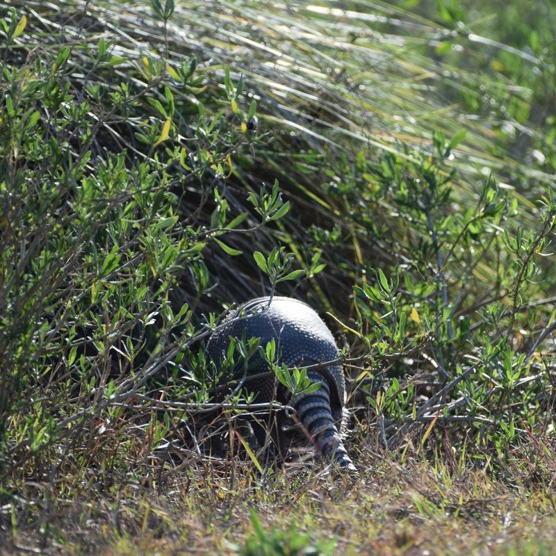 One Sighting Does Not Mean You Have Several Armadillos